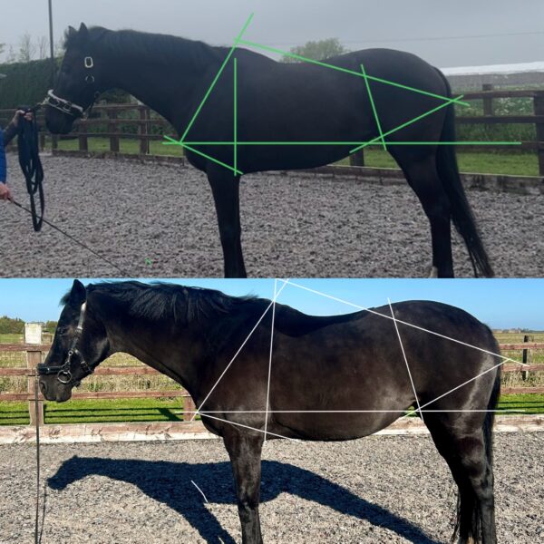 Standard Photo Video Assessment
