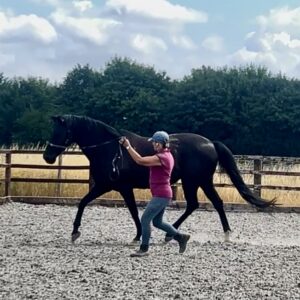 SPECTATOR  Functional Movement Half Day Workshop