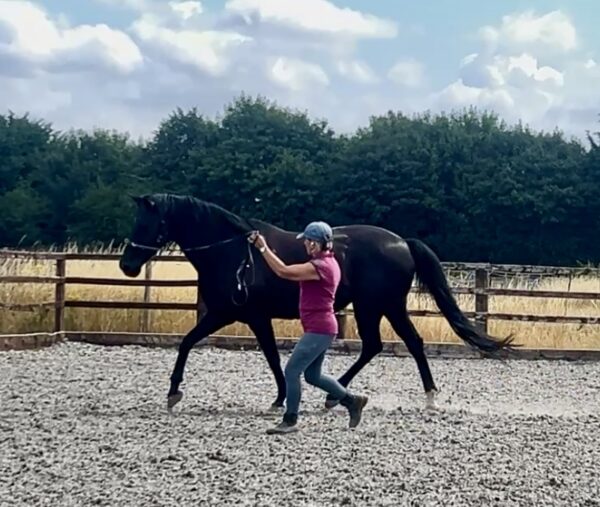 SPECTATOR  Functional Movement Half Day Workshop